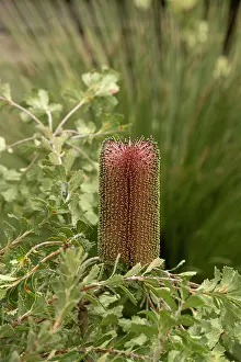 Spike Prints: Cut-leaf banksia (Banksia praemorsa), Botanic garden, UK. November