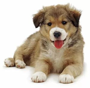 Cute Border Collie puppy lying