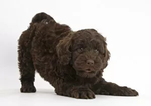 Crossbreed Collection: Cute chocolate Toy Goldendoodle puppy in play-bow
