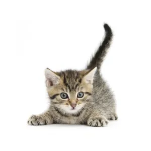 Cute playful tabby kitten, Stanley, 6 weeks
