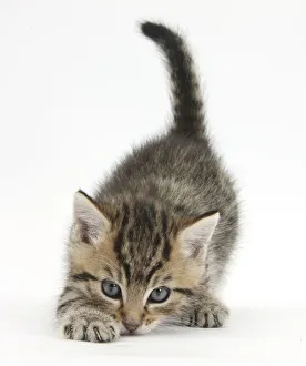 Domestic Prints: Cute playful tabby kitten, Stanley, 6 weeks old