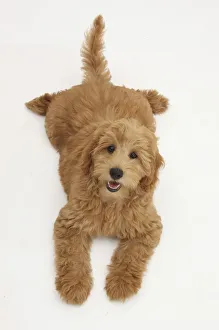 Cute red toy Goldendoodle puppy, Flicker, 12 weeks, lying sprawled out and looking up