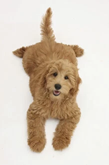 Cute red toy Goldendoodle puppy, Flicker, 12 weeks, lying sprawled out and looking up