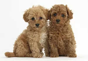 Juveniles Gallery: Two cute red Toy Poodle puppies, against white background