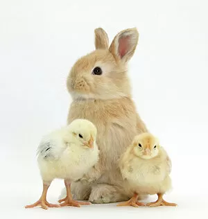 What's New: Cute sandy rabbit and yellow bantam chicks, against white background