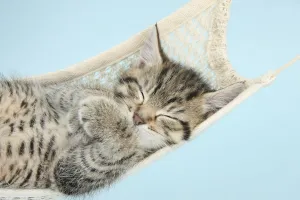 Cats Prints: Cute tabby kitten, Stanley, 7 weeks, sleeping in a hammock