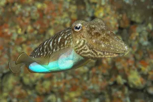 Sepiidae Prints: Cuttlefish (Sepia officinalis) changing its colour to a bright blue, Tenerife