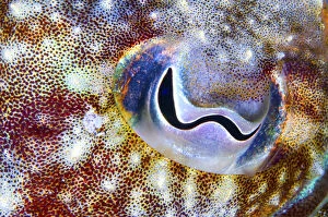 Animal Eye Gallery: Cuttlefish (Sepia officinalis) close up of eye, Tenerife, Canary Islands