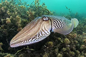 Cuttlefish (Sepia officinalis) male hovers over sea oak (Halidrys siliquosa)