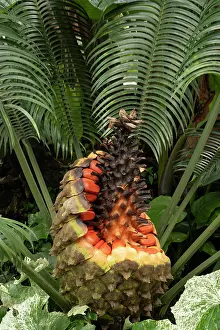 Gymnosperm Prints: Cycad (Lepidozamia peroffskyana) cone with seeds