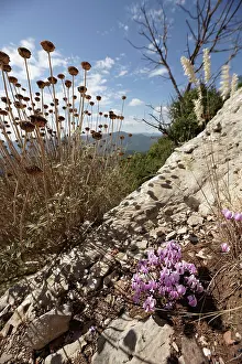 Primulaceae Prints: Cyclamen (Cyclamen graecum) in flower on rocks among seedheads and dry grasses on slopes of Mount Ithomi
