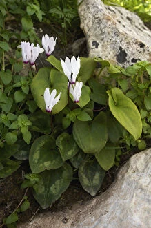 Images Dated 3rd April 2009: Cyclamen (Cyclamen persicum) in flower, Akamas peninsula, Cyprus, May 2009