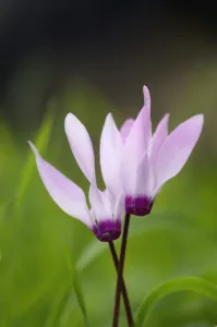 Images Dated 1st April 2009: Two Cyclamen (Cyclamen persicum) flowers, Akamas peninsula, Cyprus, April 2009
