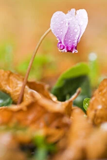 Images Dated 5th November 2008: Cyclamen in flower covered in water droplets, Pollino National Park, Basilicata, Italy