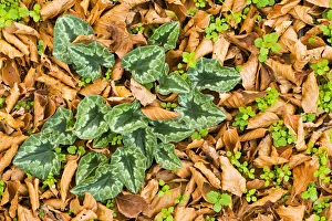 Primulaceae Prints: Cyclamen leaves amongst fallen leaves, Pollino National Park, Basilicata, Italy
