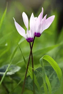 Images Dated 1st April 2009: Two Cyclamens (Cyclamen persicum) in flower, Akamas peninsula, Cyprus, April 2009