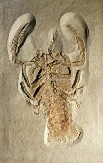 Geological Era Prints: Cyclerion propinquus fossil, extinct genus of decapod crustaceans