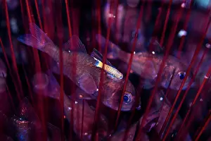Echinoderm Prints: A cymothoid isopod attached to a Siphonfish (Siphamia sp)