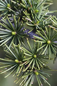 Cyprus cedar (Cedar libani) close-up of needles, Cedar valley, Troodos mountains