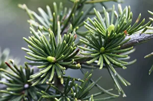 Images Dated 4th April 2009: Cyprus cedar (Cedar libani) close-up of needles, Cedar valley, Troodos mountains