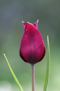 Images Dated 2nd April 2009: Cyprus tulip (Tulipa cypria) flower, Akamas peninsula, Cyprus, April 2009 WWE BOOK