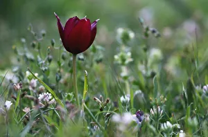 Images Dated 2nd April 2009: Cyprus Tulip (Tulipa cypria) in flower, Akamas peninsula, Cyprus, April 2009