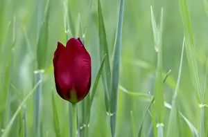 Peter Lilja Prints: Cyprus tulip (Tulipa cypria) in flower, Hisarky, Northern Cyprus, April 2009