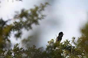 Cyprus warbler (Sylvia melanothorax) perched singing, Limassol, Northern Cyprus