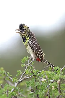 Piciformes Prints: D Arnaud's barbet (Trachyphonus darnaudii) perched in tree