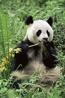 Giant Panda Gallery: D - Giant panda {Ailuropoda melanoleuca} Wolong NR, Qionglai mts, Sichuan, China