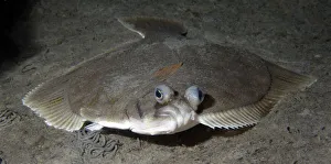 Magnus Lundgren Prints: Dab (Limanda limanda) on seabed, Lofoten, Norway, November 2008