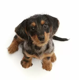 Crossbreed Collection: Dachshund x Yorkshire terrier puppy, aged 10 weeks, sitting looking up, portrait