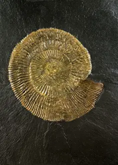 Geological Era Prints: Dactylioceras, widespread genus of ammonites