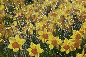 Easter Gallery: Daffodills (Narcissus genus) in rain shower, UK March