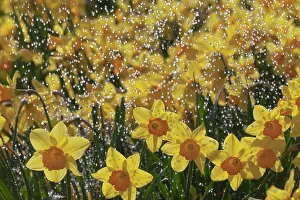 Flowers Prints: Daffodills (Narcissus genus) in rain shower, UK March