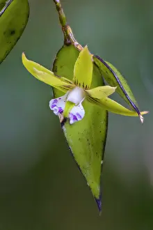 Orchids Prints: Dagger orchid (Dendrobium pugioniforme) in flower in wet forest