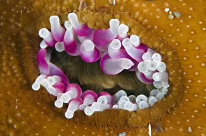 Anthozoans Gallery: Dahlia anemone (Urticina felina) in the process of opening / retracting tentacles