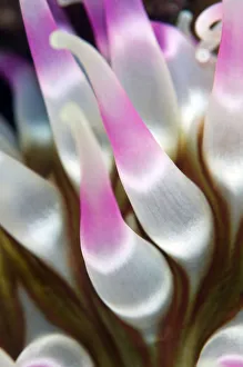Images Dated 11th October 2008: Dahlia anemone (Urticina felina) close-up of tentacles, Saltstraumen, Bod, Norway