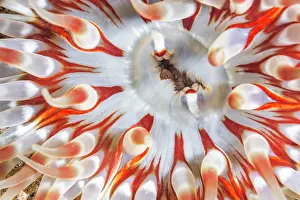 Actiniaria Prints: Dahlia anemone (Urticina felina) close up, Lizard Peninsula, Cornwall, UK, English Channel