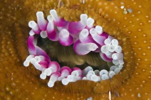 Cnidarians Prints: Dahlia anemone (Urticina felina) in the process of opening / retracting tentacles