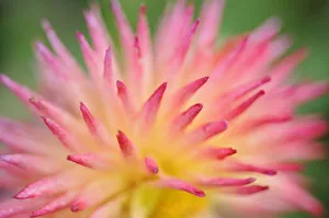Arty Prints: Dahlia cultivar {Dahlia sp} abstract close up of petal formation, UK