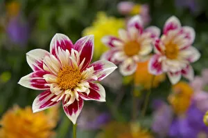 Images Dated 29th July 2015: Dahlia Fashion monger in garden border