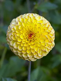 Yellow Collection: Dahlia Sunny boy flower in summer border