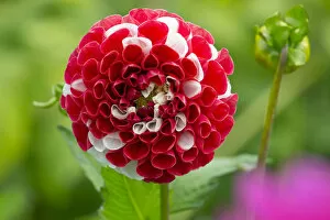 Red Gallery: Dahlia York and Lancaster flower, cultivated plant growing in garden border