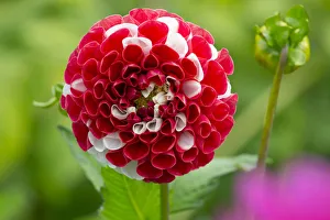 Dahlia York and Lancaster flower, cultivated plant growing in garden border
