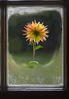 Images Dated 2015 September: 25 Sep 2015 Collection