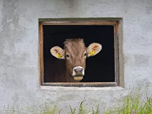 Dairy cow looking out of shed window, Seiser Alm, Dolomites plateau, South Tyrol, Italy