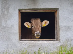 Livestock Collection: Dairy cow looking out of shed window, Seiser Alm, Dolomites plateau, South Tyrol, Italy