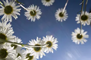 Flowers Collection: Daisies at Acadia National Park, Maine, USA