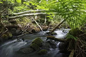 Dala river, where Brown trout (Salmo trutta) live, flowing through wood with fallen